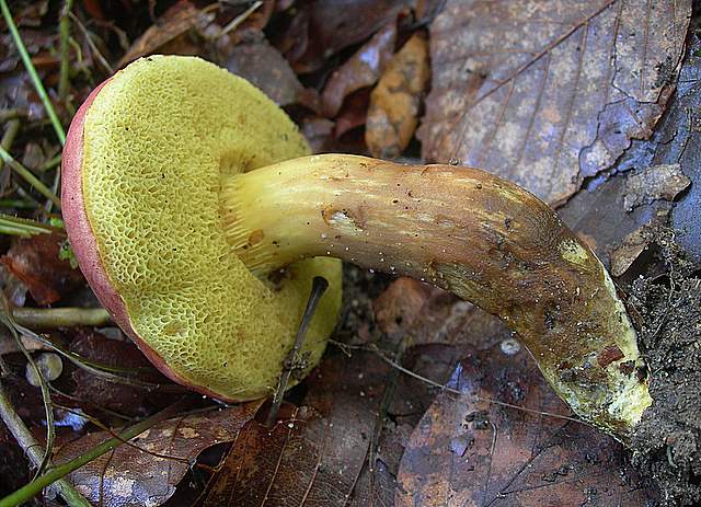 Funghi trasformisti , necrofili e sterili